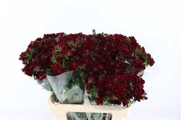 <h4>Di Barb Doblino Pc Dark Red</h4>