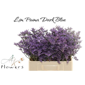LIM PIUMA DARK BLUE