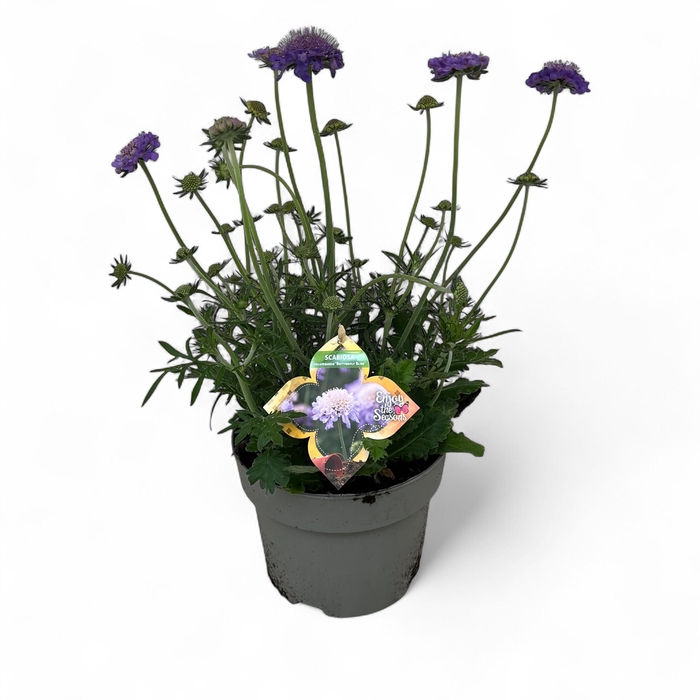 <h4>Scabiosa columbaria 'Butterfly Blue'</h4>