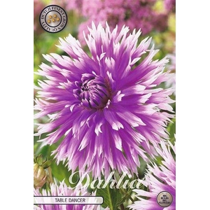 Dahlia Table Dancer x1