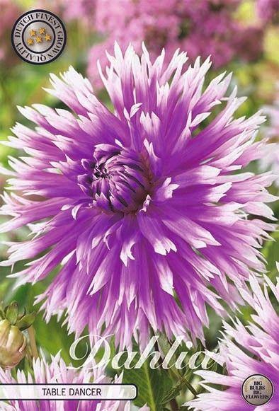 <h4>Dahlia Table Dancer x1</h4>