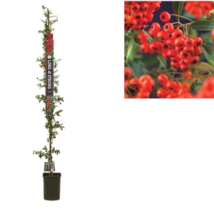 Pyracantha c. 'Red Column' +Long & strong label