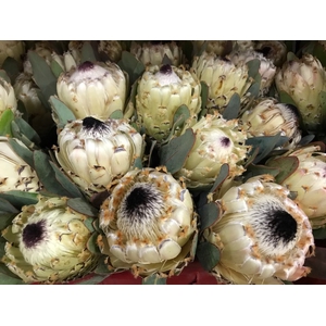 Protea Ice Queen