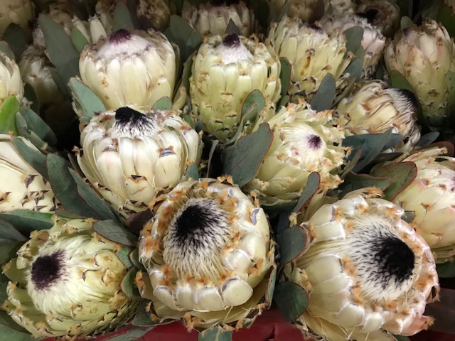 Protea Ice Queen