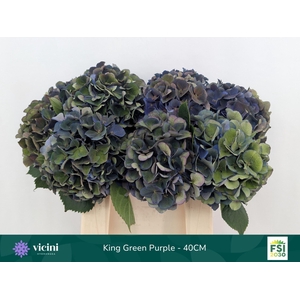 Hydrangea  'Royal King'  CL