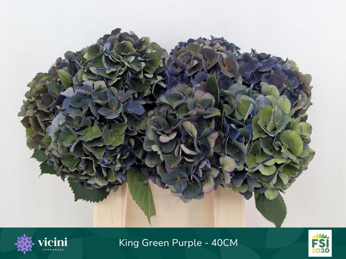 <h4>Hydrangea  'Royal King'  CL</h4>