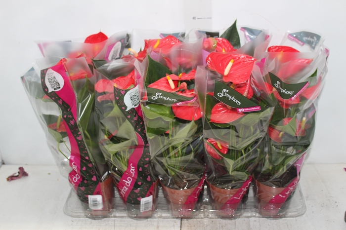 <h4>ANTHURIUM ESUDO P12</h4>