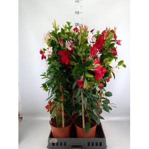 Mandevilla   ...