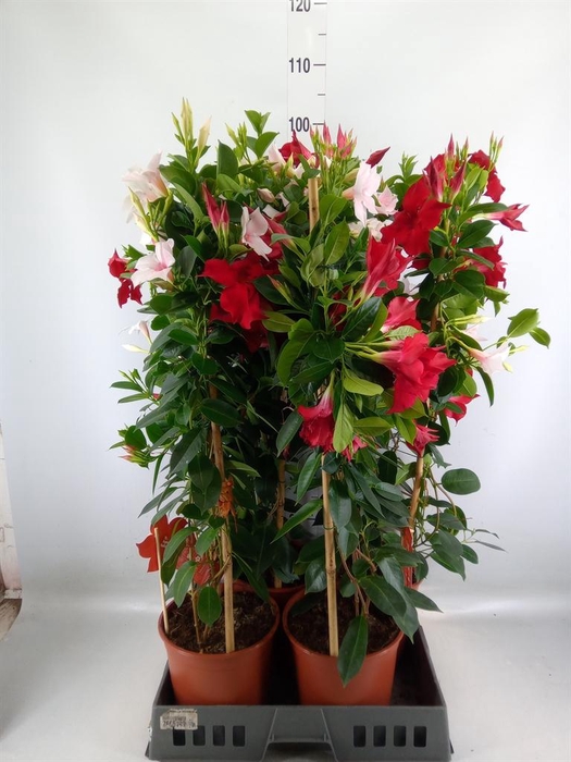 <h4>Mandevilla   ...</h4>