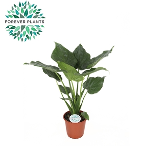 Alocasia Cucullata p24