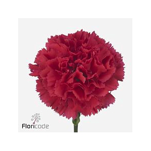 Dianthus st bizet