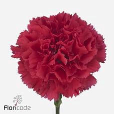 <h4>Dianthus st bizet</h4>