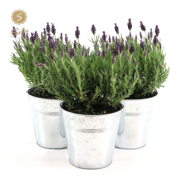 <h4>Lavandula st. 'Anouk'® Collection P15 in Zinc Old-Look</h4>