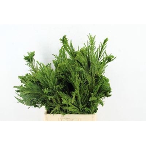 CRYPTOMERIA JAPON. 'CRISTATA'