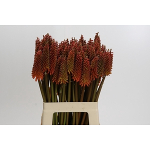 Kniphofia Alcazar