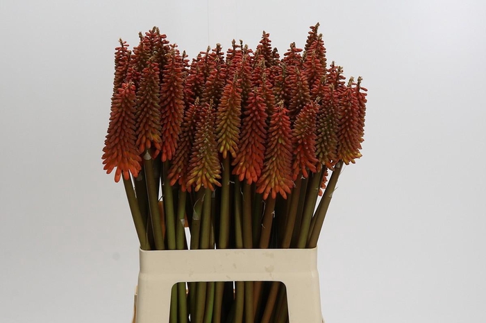 Kniphofia Alcazar
