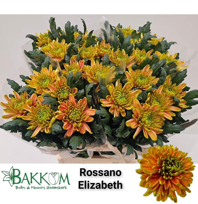 <h4>Chr G Ross Elizabeth</h4>
