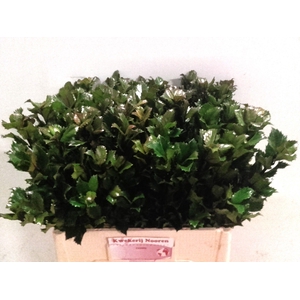 ILEX BL M BLU PRINCE