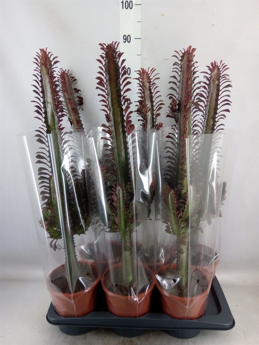 <h4>Euphorbia trigona 'Rubra'</h4>