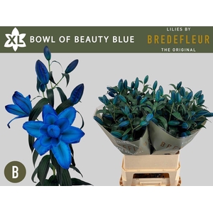 LI OR DU BO OF BEAUT BLUE