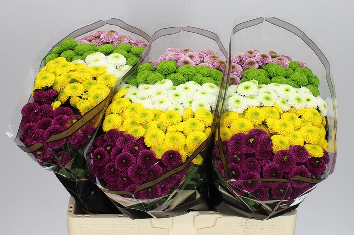 <h4>Sant Pompoen Mixed</h4>