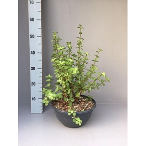 Portulacaria afra