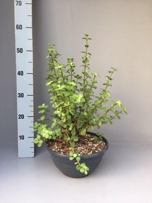 <h4>Portulacaria afra</h4>