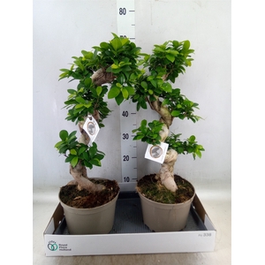 Ficus microcarpa 'Ginseng'