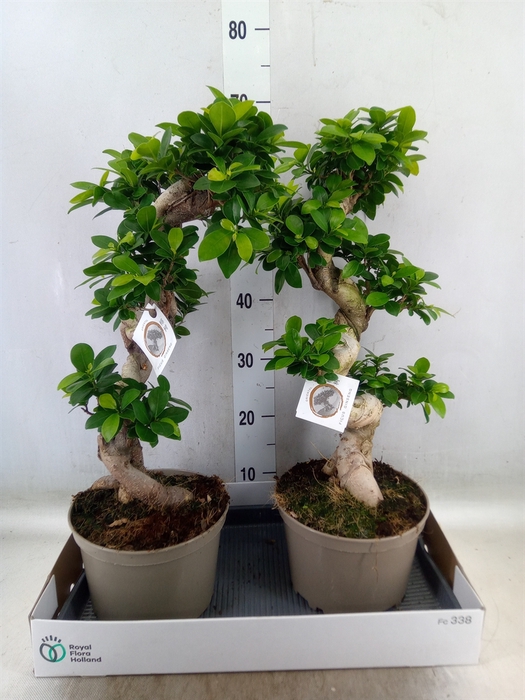<h4>Ficus microcarpa 'Ginseng'</h4>