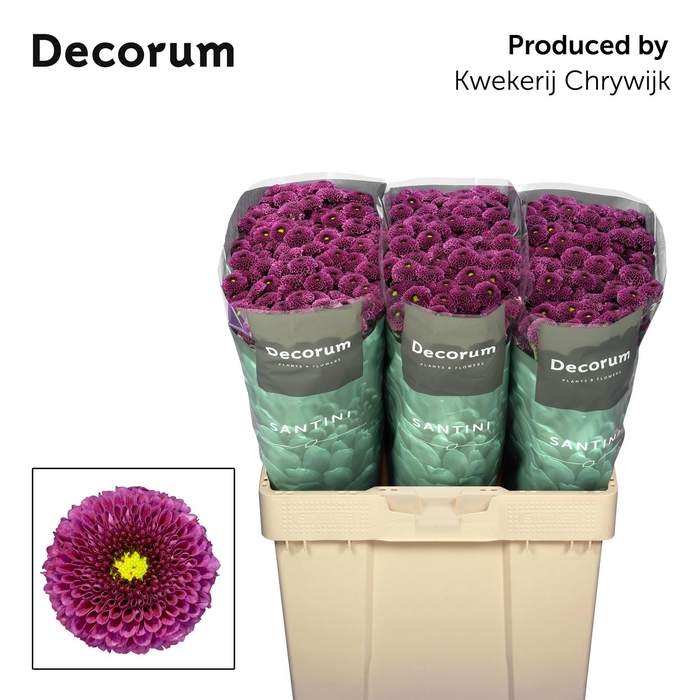 <h4>CHR S AAA PURPETTA</h4>