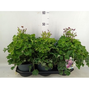 Aquilegia vulg. 'Winky Dbl Red-Whi'