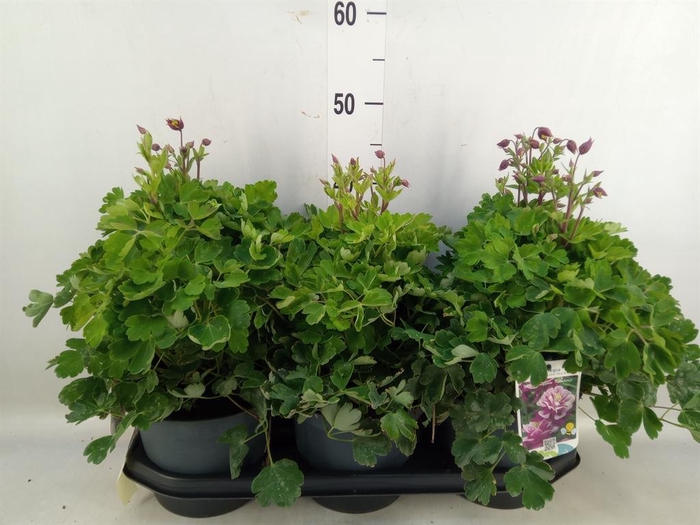 <h4>Aquilegia vulg. 'Winky Dbl Red-Whi'</h4>