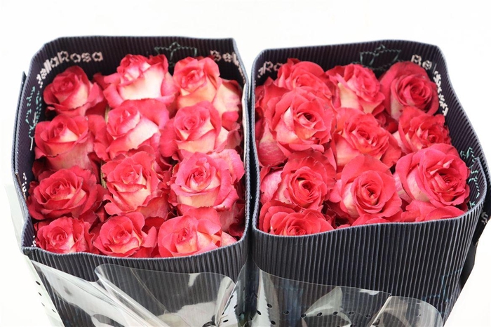 <h4>R Gr Iguazu</h4>