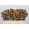 Anigozanthos Bush Blitz
