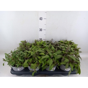 Salvia officinalis 'Purpurascens'