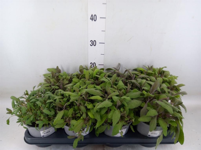 <h4>Salvia officinalis 'Purpurascens'</h4>