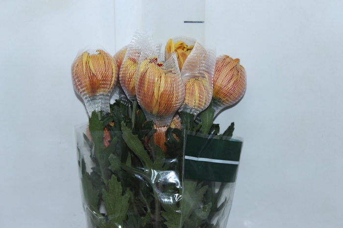 <h4>ANASTASIA DARK FUEGO 080 CM</h4>