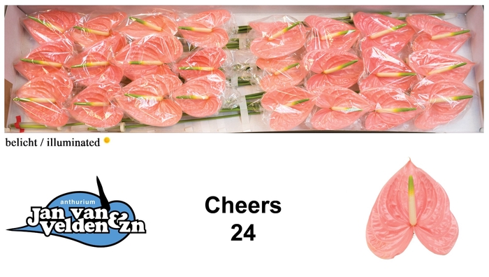 <h4>Anthurium Cheers</h4>