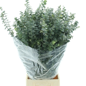 Euca Baby Blue Long 200grams