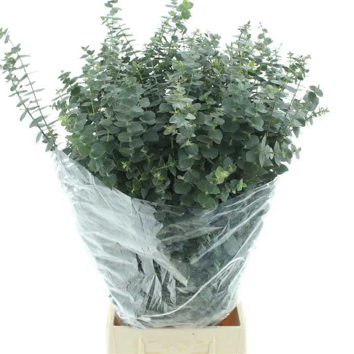 <h4>Euca Baby Blue Long 200grams</h4>