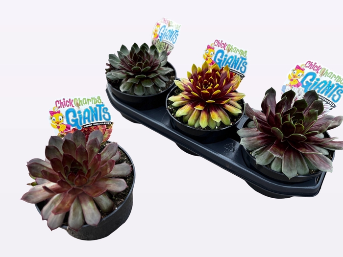 <h4>SEMP CC GEM</h4>