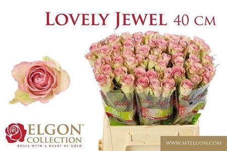 <h4>R Gr Lovely Jewel</h4>