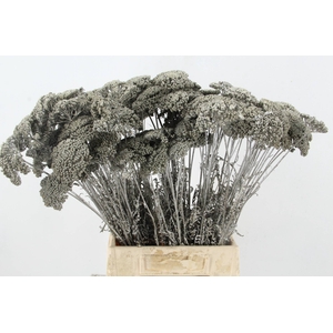 DF Achillea Paint Bs Platina