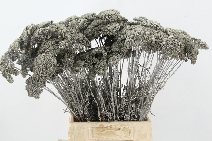 DF Achillea Paint Bs Platina
