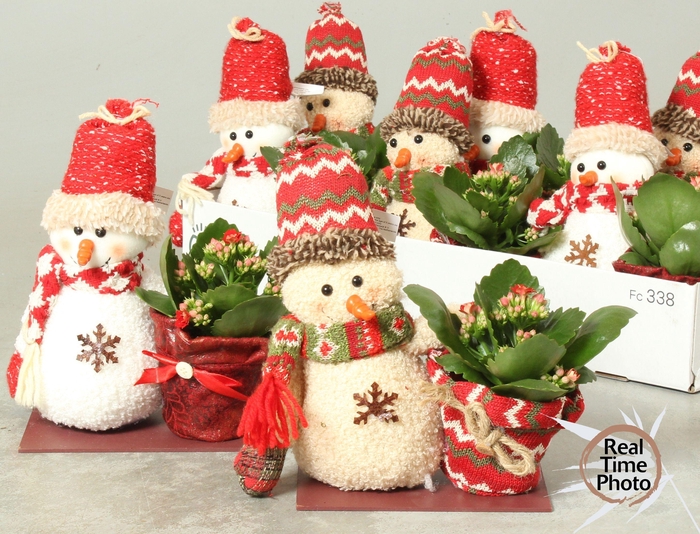 <h4>ARR KAMERPL</h4>