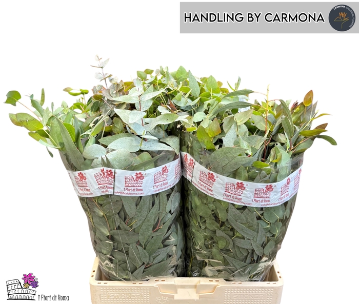 <h4>EUC GEM P BOS</h4>