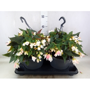 Begonia boliv. 'Angel Pink'
