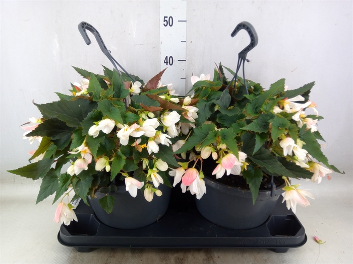 <h4>Begonia boliv. 'Angel Pink'</h4>
