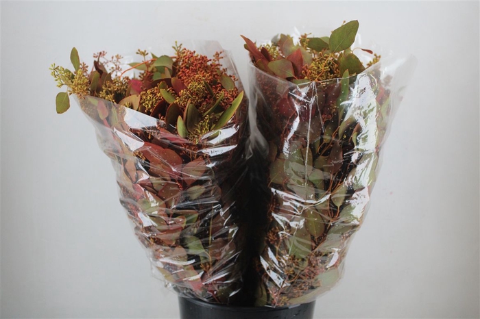 <h4>Euca Populus Berry 200gr De Luxe P Bunch</h4>