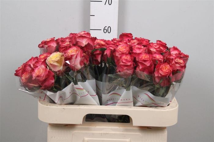 <h4>R Gr Mai Tai</h4>